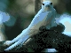 Gygis-alba-with-chick